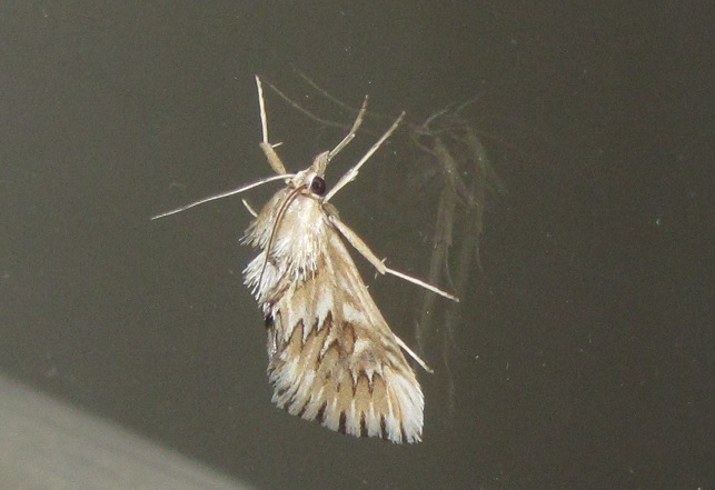 Cynaeda dentalis (Crambidae)